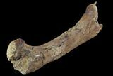 Hadrosaur Femur With Associate Crocodilian Tooth - Texas #88714-1